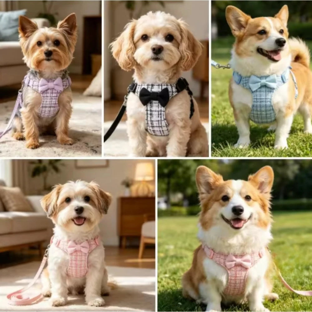 Harnais avec nœud ajustable – porté par Yorkshire, Maltais, Corgi et Cavapoo