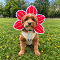 Chien portant un costume Démogorgon   pour animal de compagnie dans l’herbe