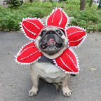 Carlin portant un costume Démogorgon pour chien