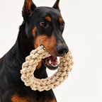 Doberman tenant un anneau de corde en lin naturel – Jouet résistant pour grand chien